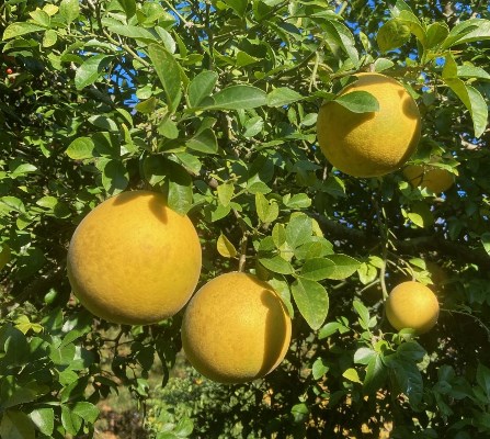 'Monticello' Citremelo